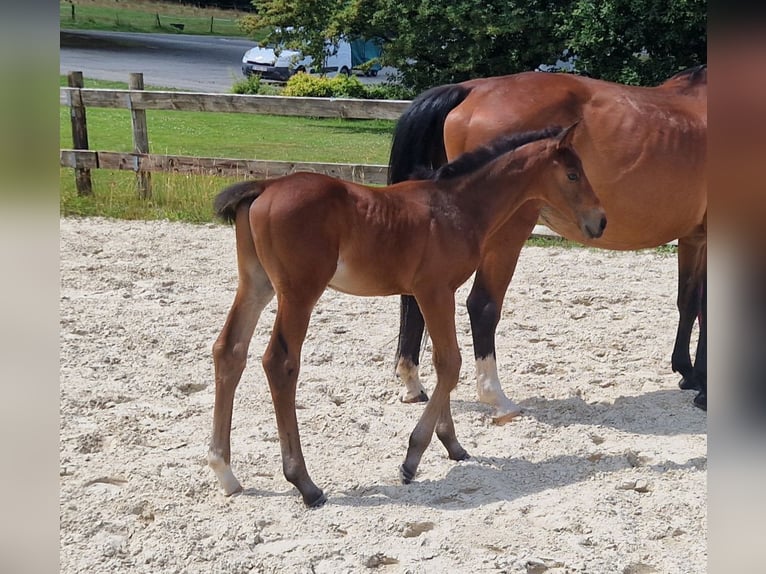 Cheval de Sport Belge Étalon  Bai in GROTE-BROGEL