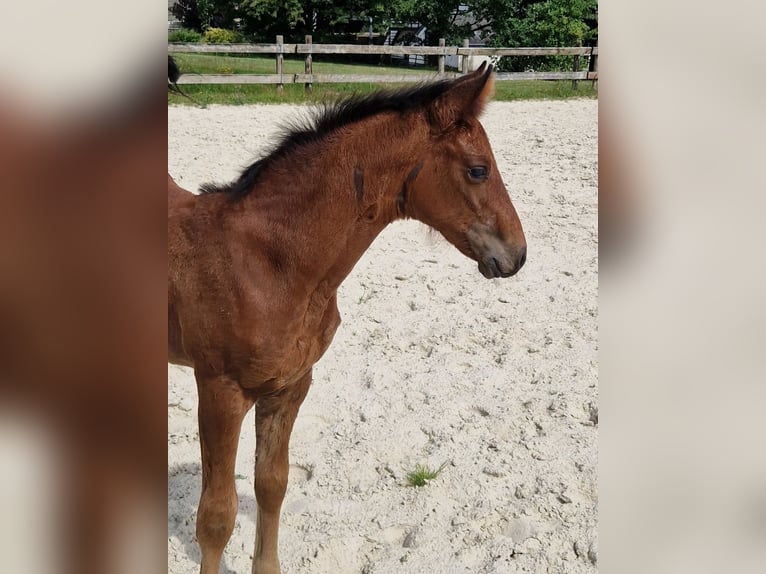 Cheval de Sport Belge Étalon Poulain (05/2026) Bai in Vielsalm