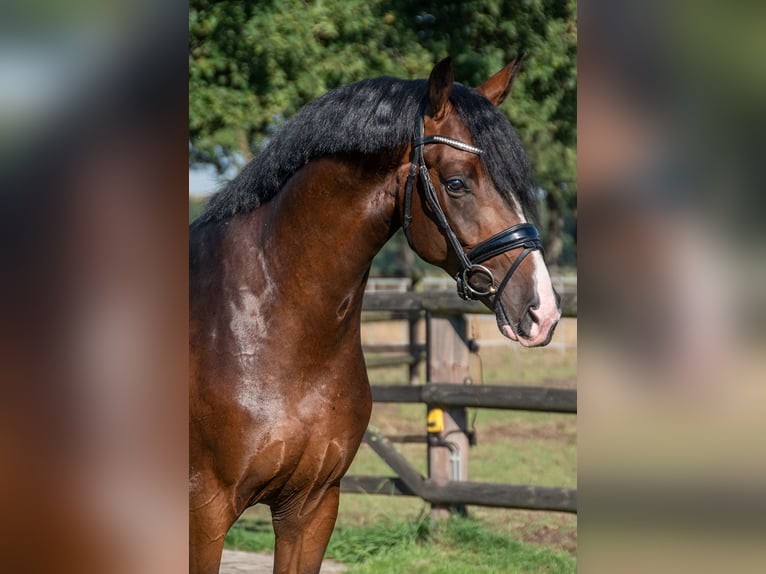 Cheval de Sport Belge Étalon Poulain (07/2024) Bai clair in Ranst