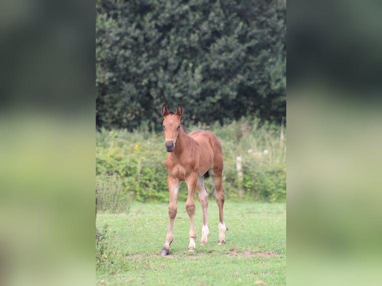 Cheval de Sport Belge Étalon Poulain (01/2026)  in Sainte-Honorine-la-Chardonne