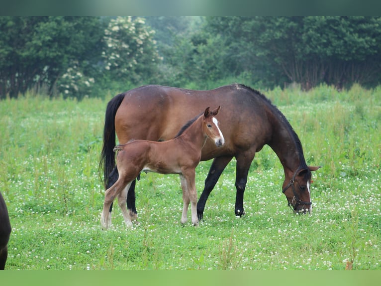 Cheval de Sport Belge Étalon Poulain (01/2026)  in Sainte-Honorine-la-Chardonne