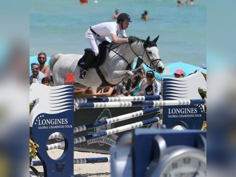 Cheval de Sport Belge Étalon Poulain (03/2026)  in Swarzędz