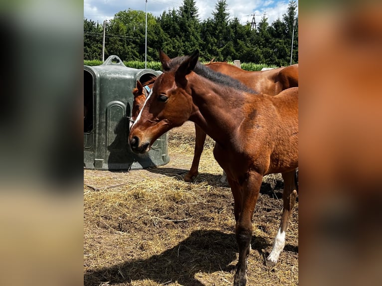 Cheval de Sport Belge Étalon Poulain (03/2026)  in Swarzędz
