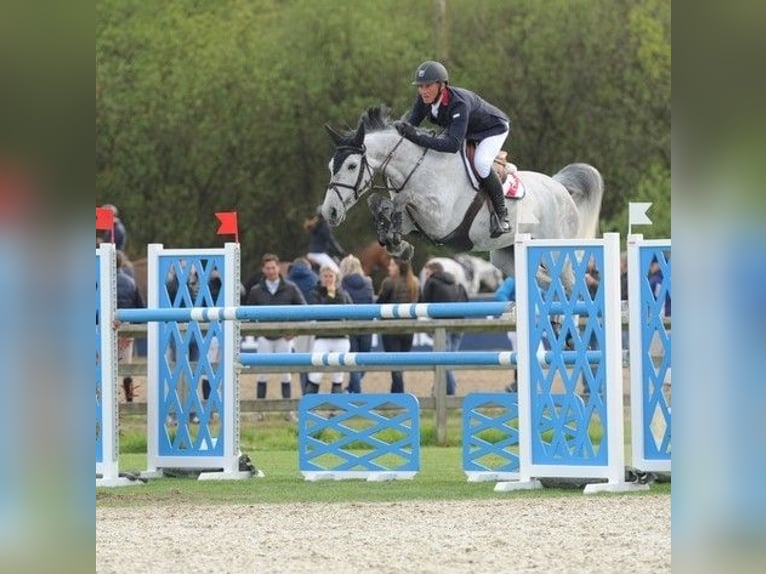 Cheval de Sport Belge Étalon Poulain (03/2026)  in Swarzędz