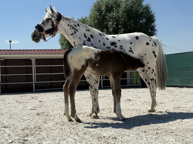 Cheval de Sport Belge Étalon Poulain (01/2026) Léopard in Pandino