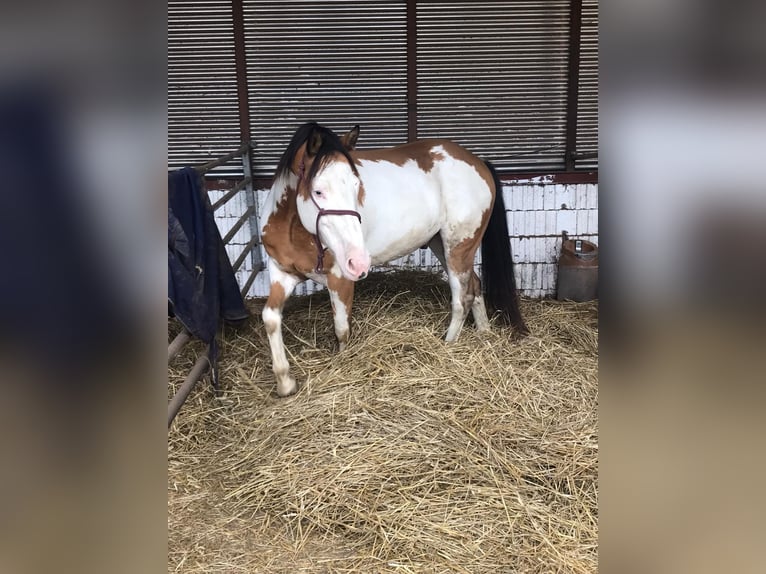 Cheval de Sport Belge Hongre 10 Ans 153 cm Pinto in Bann