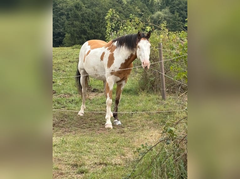 Cheval de Sport Belge Hongre 10 Ans 153 cm Pinto in Bann