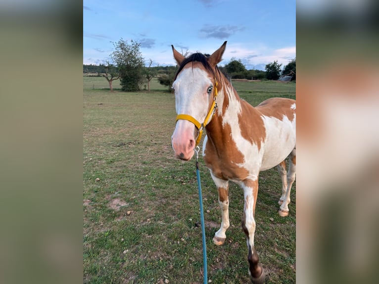 Cheval de Sport Belge Hongre 10 Ans 153 cm Pinto in Bann