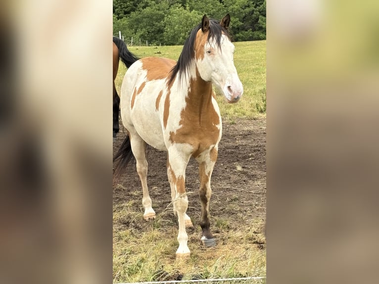 Cheval de Sport Belge Hongre 10 Ans 153 cm Pinto in Bann