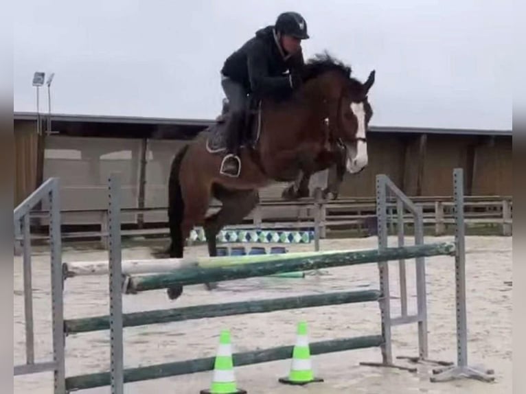 Cheval de Sport Belge Hongre 10 Ans 163 cm Bai in Chartres