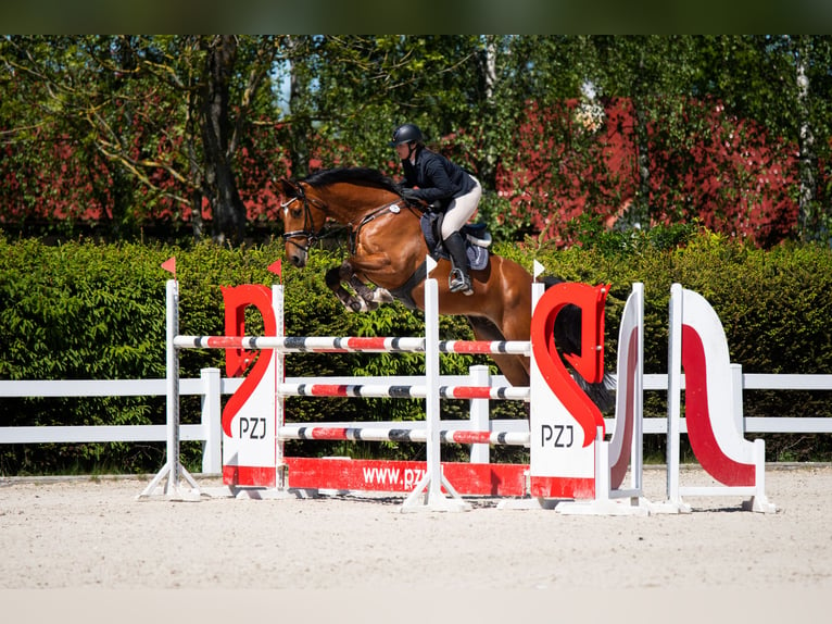 Cheval de Sport Belge Hongre 10 Ans 173 cm Bai in Skwierzyna