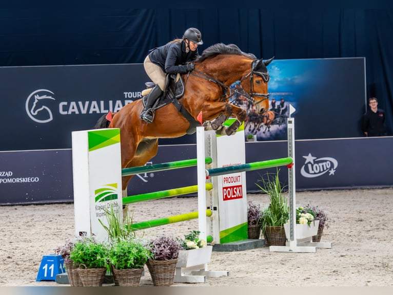 Cheval de Sport Belge Hongre 10 Ans 173 cm Bai in Skwierzyna