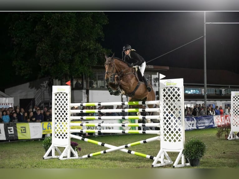 Cheval de Sport Belge Hongre 10 Ans 175 cm Bai in Oberstadion