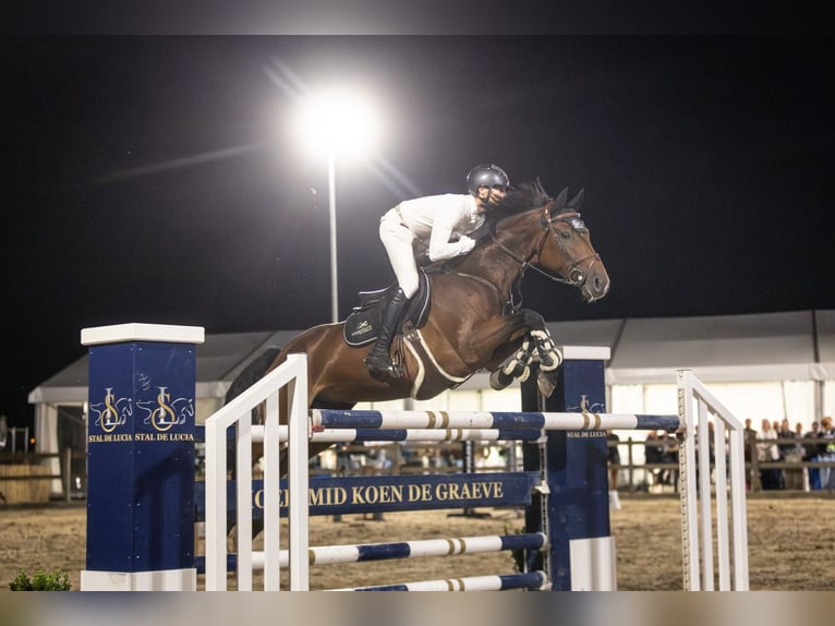 Cheval de Sport Belge Hongre 10 Ans Bai in Oosteeklo