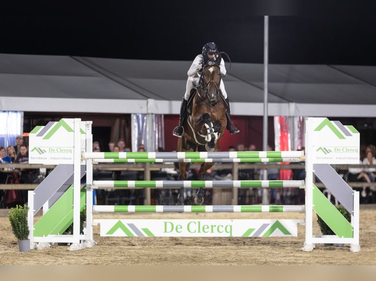 Cheval de Sport Belge Hongre 10 Ans Bai in Oosteeklo