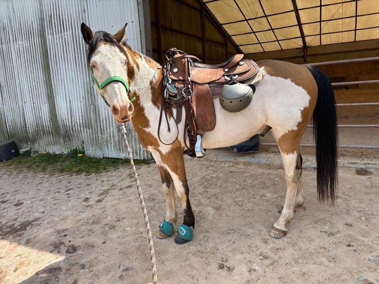 Cheval de Sport Belge Hongre 11 Ans 152 cm Pinto in Küsel