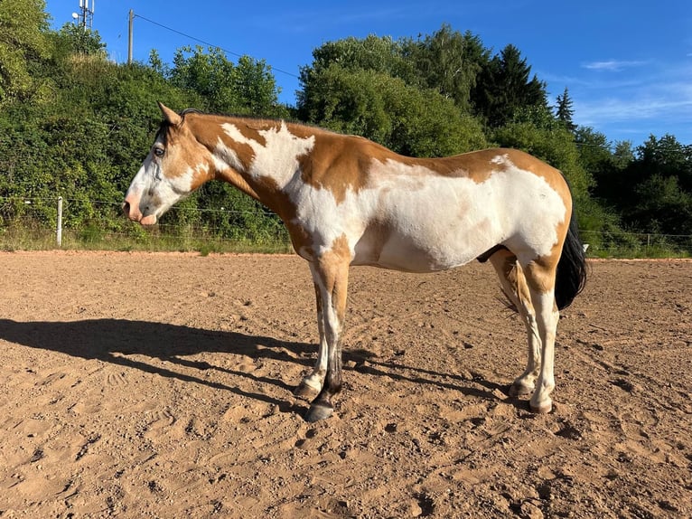 Cheval de Sport Belge Hongre 11 Ans 152 cm Pinto in Küsel