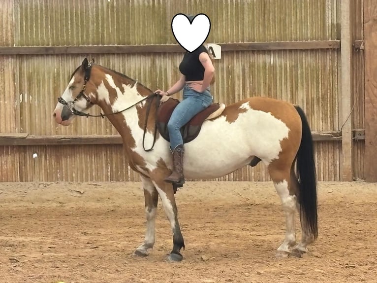 Cheval de Sport Belge Hongre 11 Ans 152 cm Pinto in Küsel