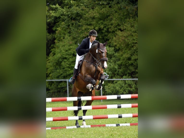 Cheval de Sport Belge Hongre 11 Ans 172 cm Bai brun foncé in Waakirchen