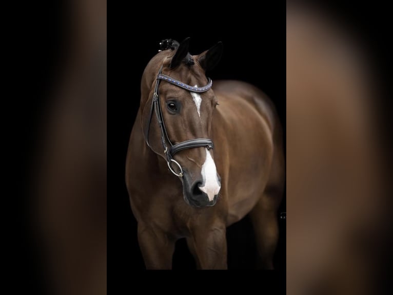 Cheval de Sport Belge Hongre 11 Ans 172 cm Bai brun foncé in Waakirchen