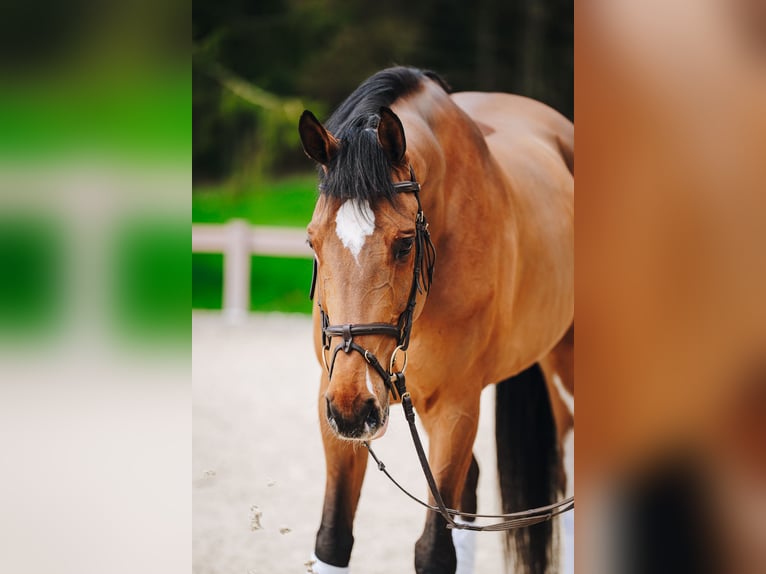 Cheval de Sport Belge Hongre 11 Ans 172 cm Bai in Holzhäusern