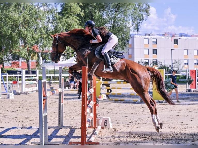 Cheval de Sport Belge Hongre 11 Ans 175 cm Alezan in Schlins
