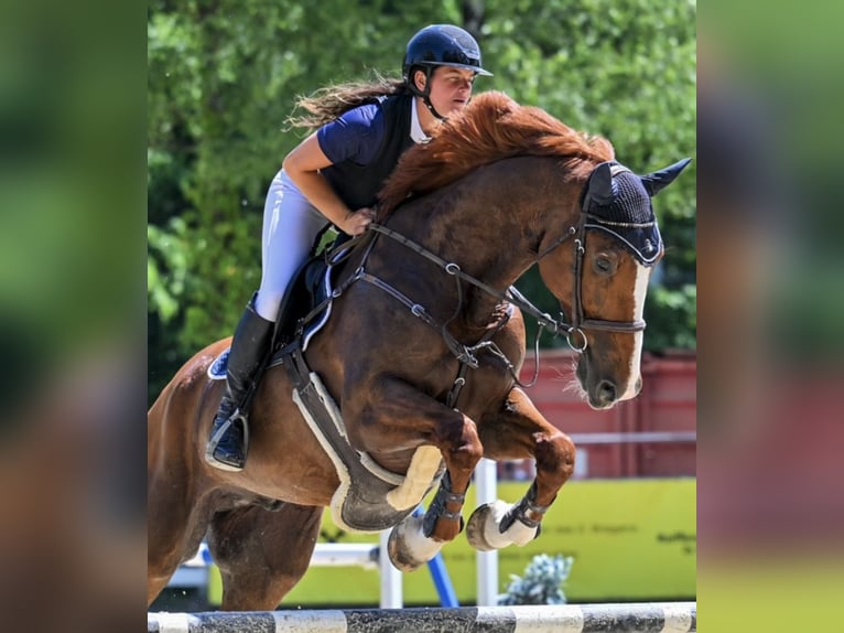 Cheval de Sport Belge Hongre 11 Ans 175 cm Alezan in Schlins