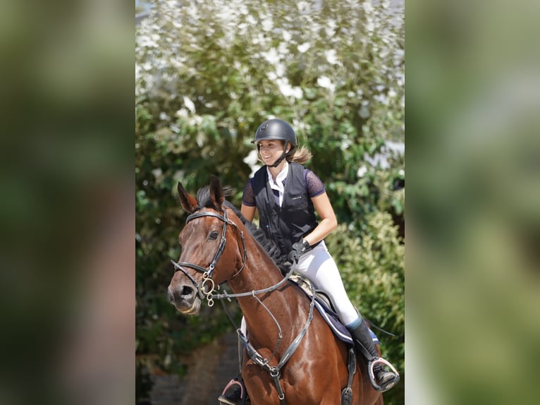 Cheval de Sport Belge Hongre 11 Ans 190 cm Bai brun in Palma De Mallorca