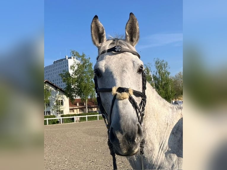 Cheval de Sport Belge Hongre 12 Ans 168 cm Gris in Bern