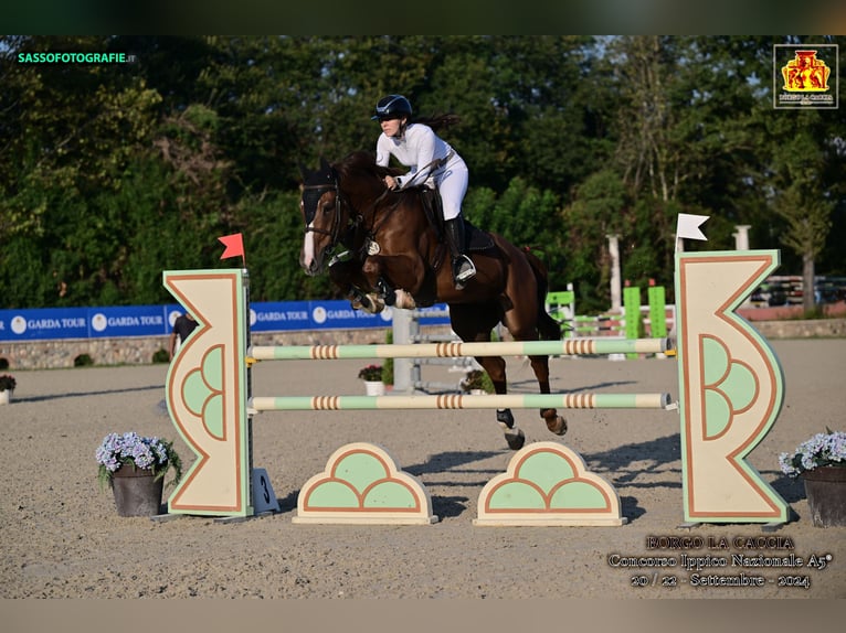 Cheval de Sport Belge Hongre 12 Ans Alezan in Arre