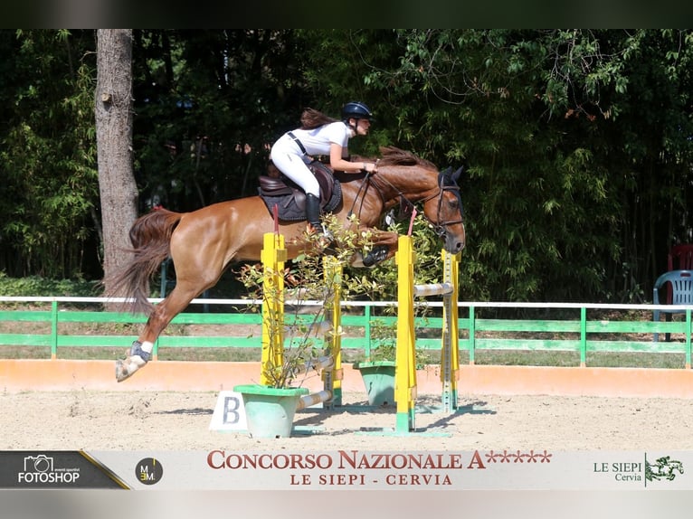 Cheval de Sport Belge Hongre 12 Ans Alezan in Arre