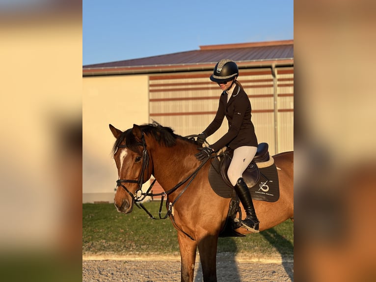 Cheval de Sport Belge Hongre 13 Ans 172 cm Bai clair in Neunkirchen/Saar