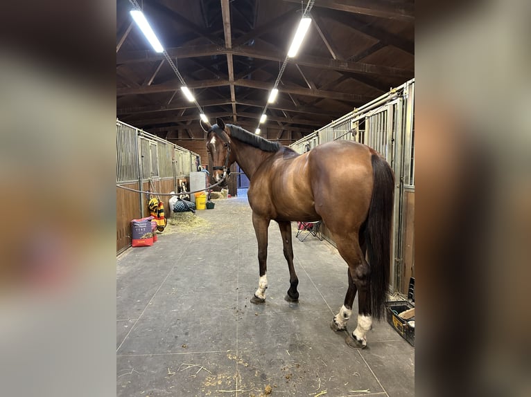 Cheval de Sport Belge Hongre 13 Ans 178 cm Bai cerise in Sempas