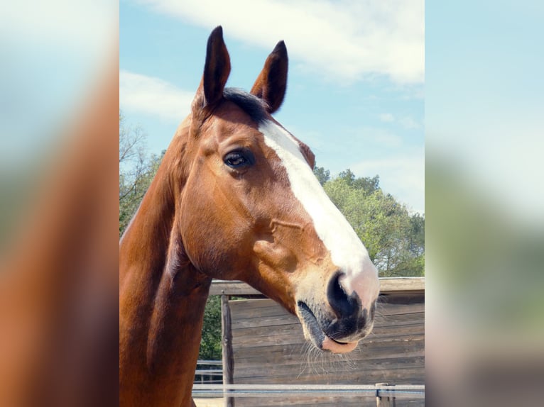 Cheval de Sport Belge Hongre 14 Ans 172 cm Bai in Aix-en-Provence