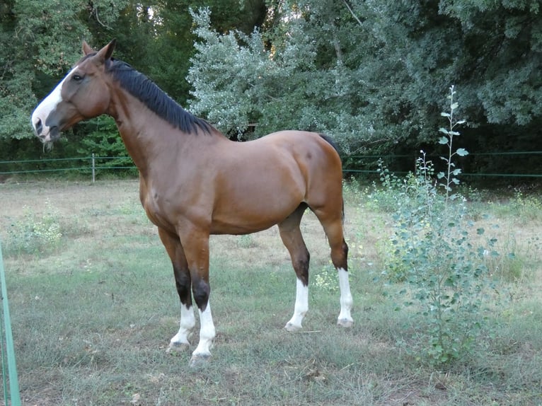 Cheval de Sport Belge Hongre 14 Ans 172 cm Bai in Aix-en-Provence