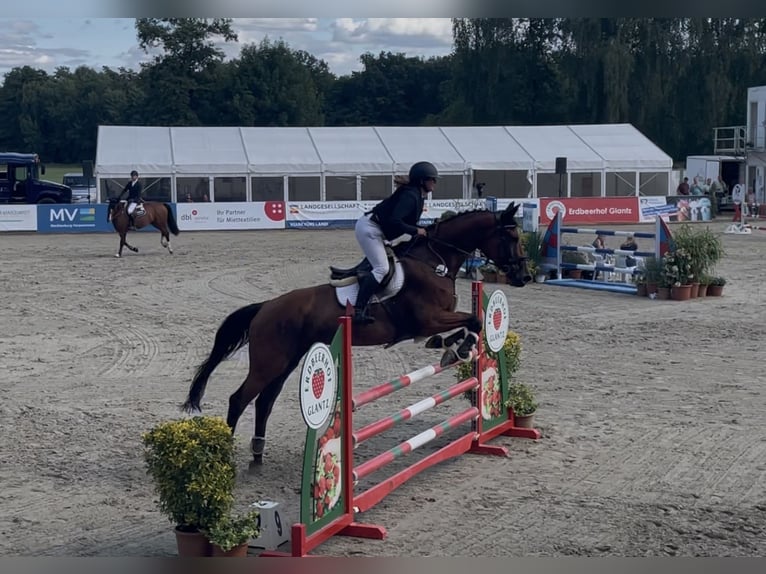 Cheval de Sport Belge Hongre 14 Ans 176 cm Bai in Grapzow Cheval de Sport Belge Hongre 14 Ans 176 cm Bai in Grapzow