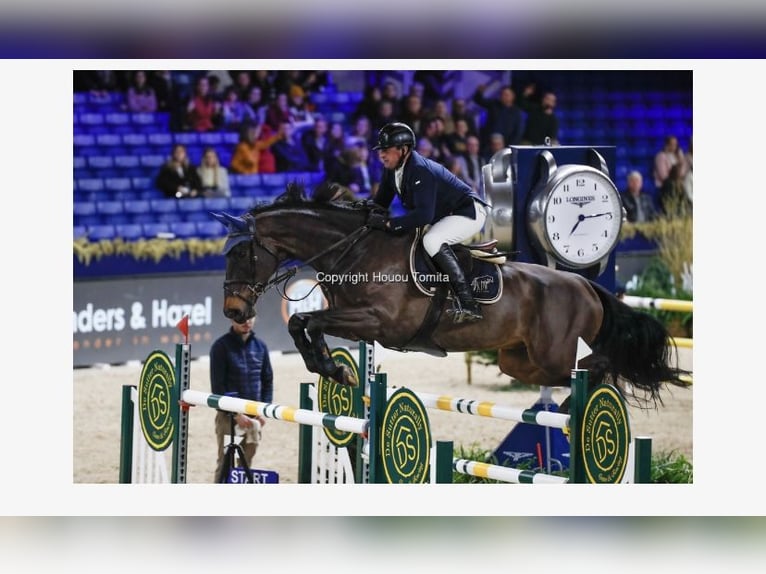 Cheval de Sport Belge Hongre 14 Ans Bai brun in Policoro
