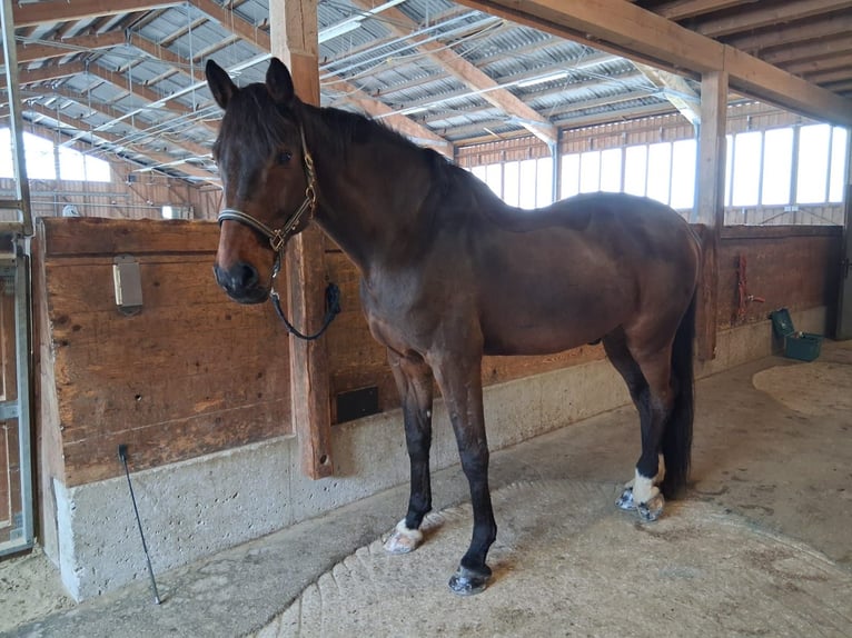 Cheval de Sport Belge Hongre 15 Ans 175 cm Bai in Tulfes