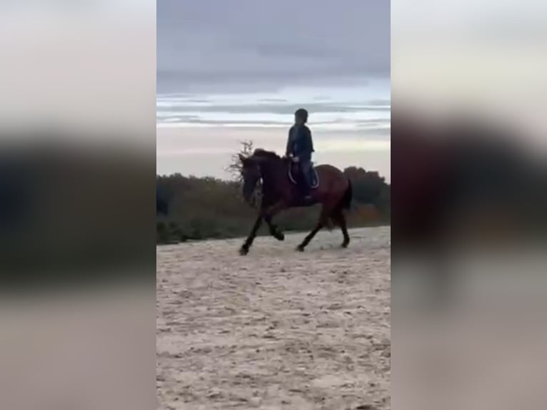 Cheval de Sport Belge Hongre 17 Ans 168 cm Bai brun in LIEGE
