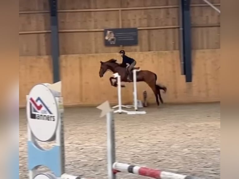 Cheval de Sport Belge Hongre 17 Ans 168 cm Bai brun in LIEGE