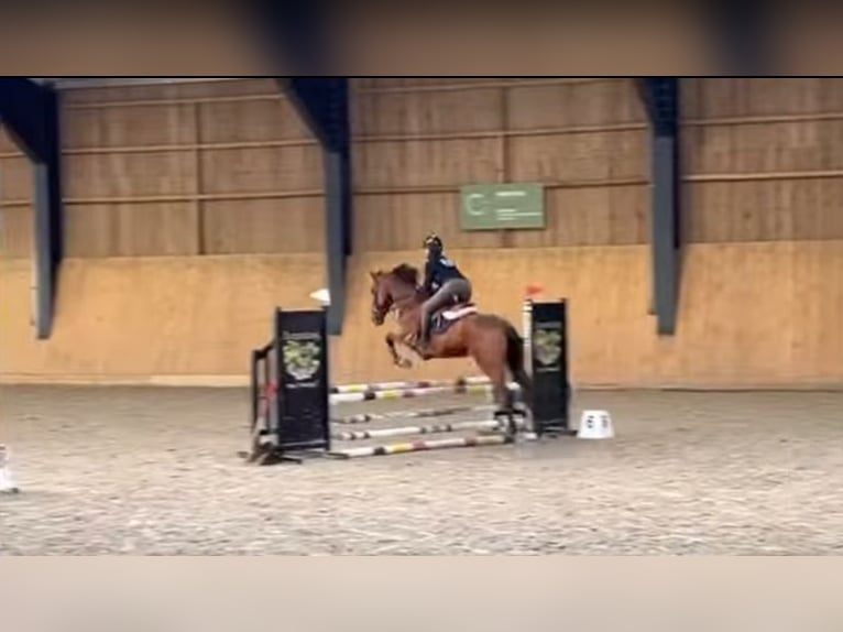 Cheval de Sport Belge Hongre 17 Ans 168 cm Bai brun in LIEGE