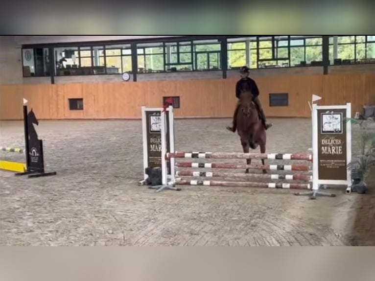Cheval de Sport Belge Hongre 17 Ans 168 cm Bai brun in LIEGE