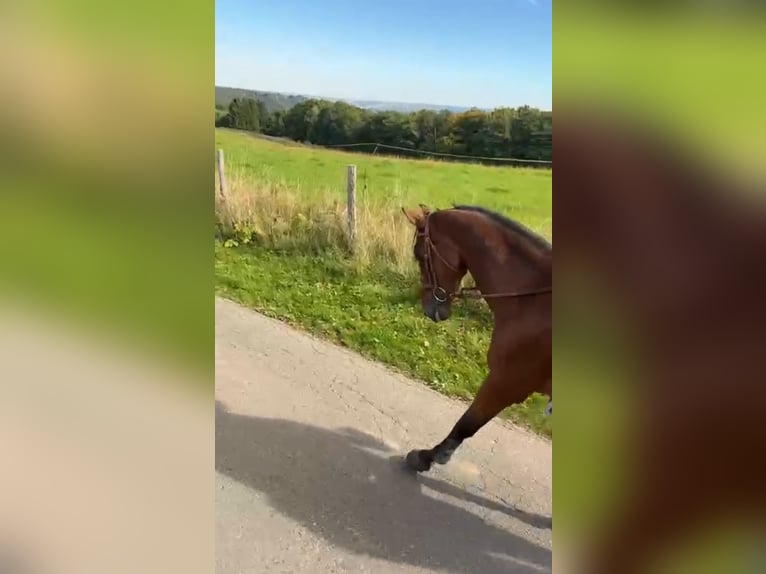 Cheval de Sport Belge Hongre 17 Ans 168 cm Bai brun in LIEGE