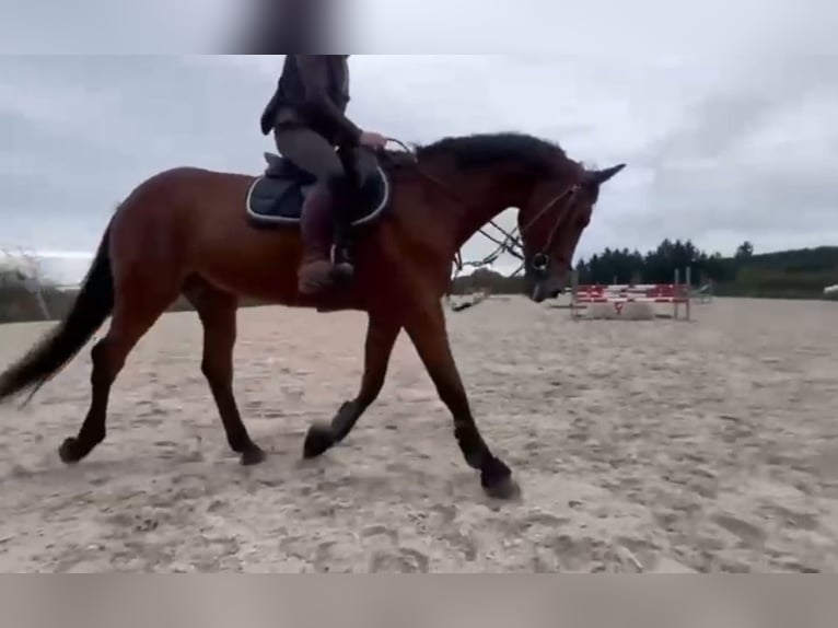 Cheval de Sport Belge Hongre 17 Ans 168 cm Bai brun in LIEGE