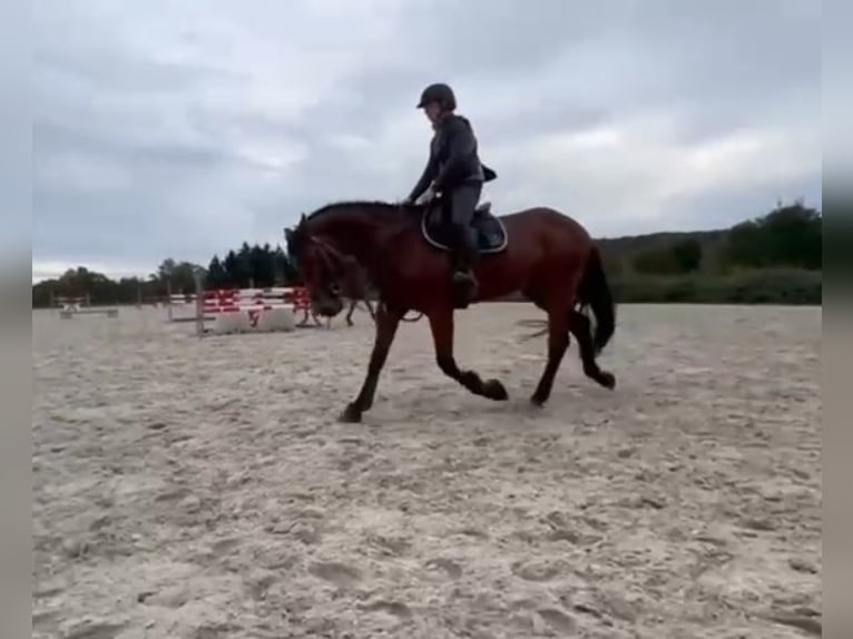 Cheval de Sport Belge Hongre 17 Ans 168 cm Bai brun in LIEGE