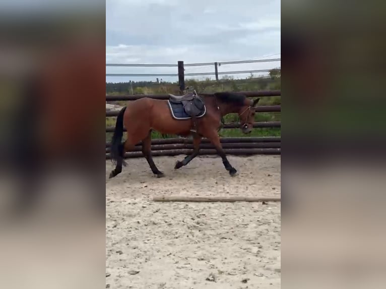 Cheval de Sport Belge Hongre 17 Ans 168 cm Bai brun in LIEGE