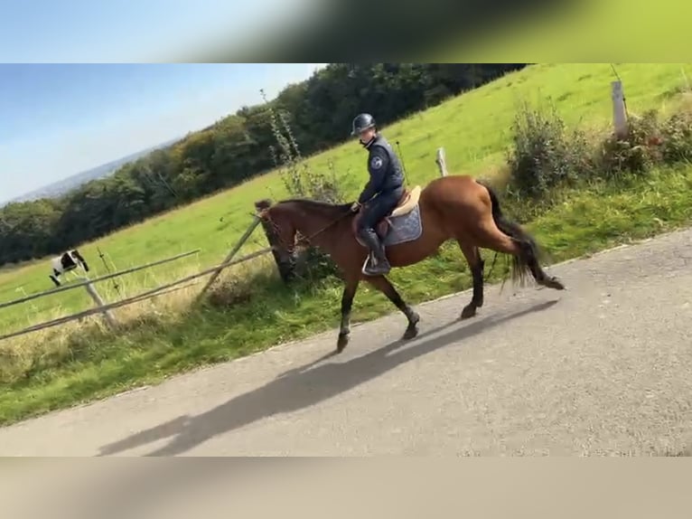 Cheval de Sport Belge Hongre 17 Ans 168 cm Bai brun in LIEGE