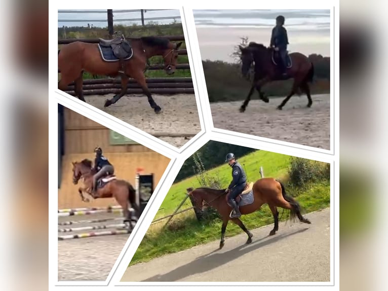 Cheval de Sport Belge Hongre 17 Ans 168 cm Bai brun in LIEGE