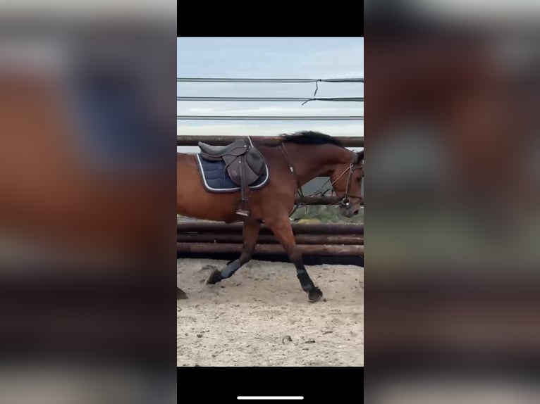 Cheval de Sport Belge Hongre 17 Ans 168 cm Bai brun in LIEGE