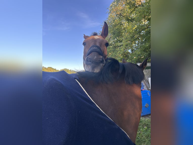 Cheval de Sport Belge Hongre 18 Ans 181 cm in Wendelstein